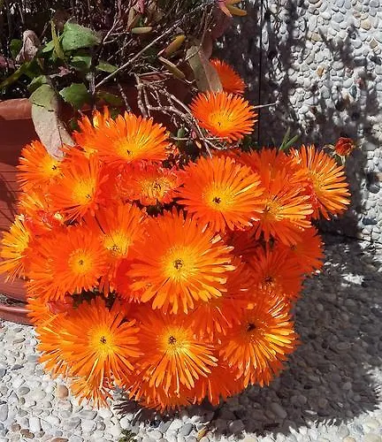 Gasthof Casa Da Serra